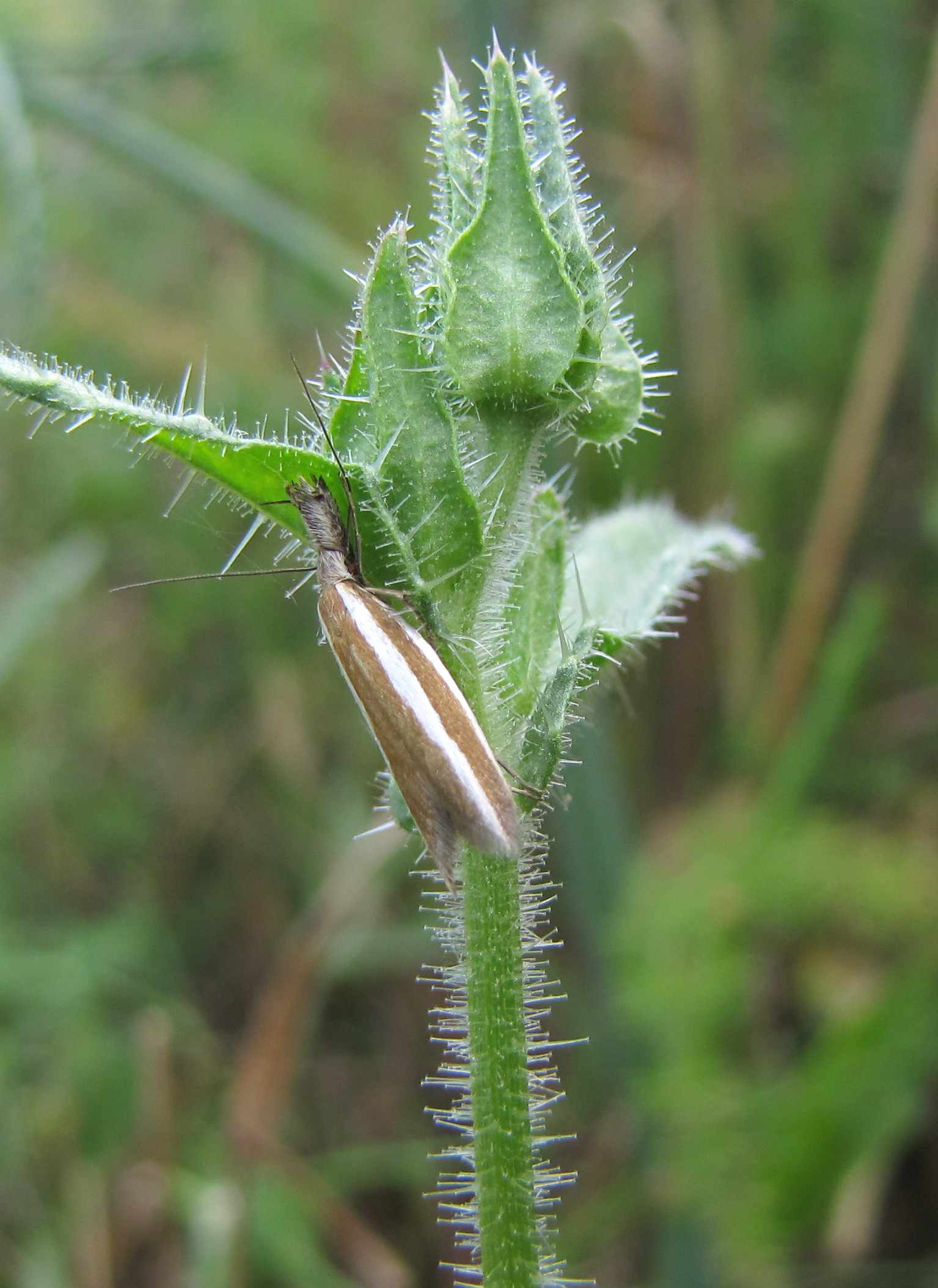 crambus pasquella